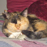 goodnovel comment avatar