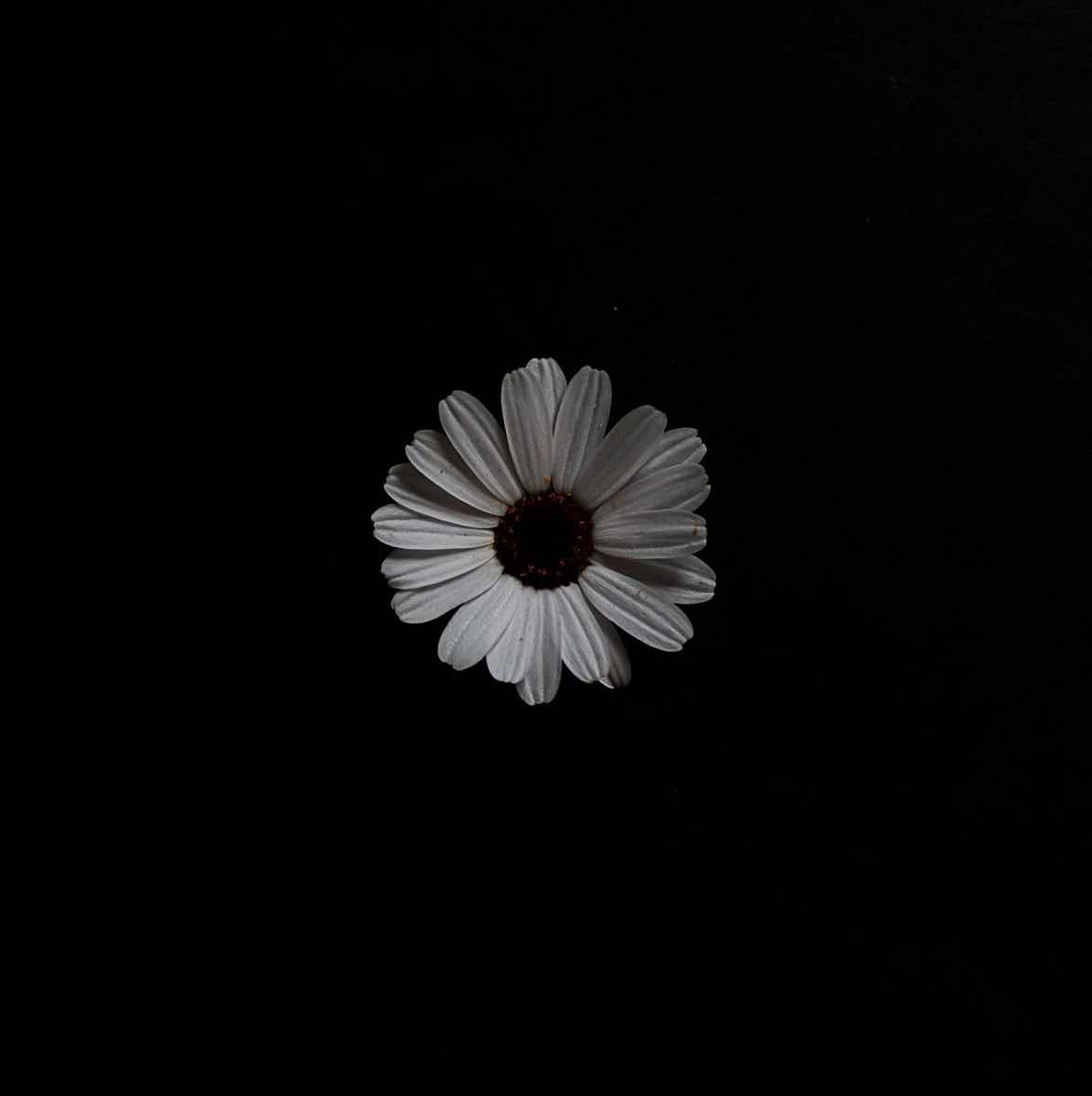 Daisy