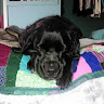 goodnovel comment avatar
