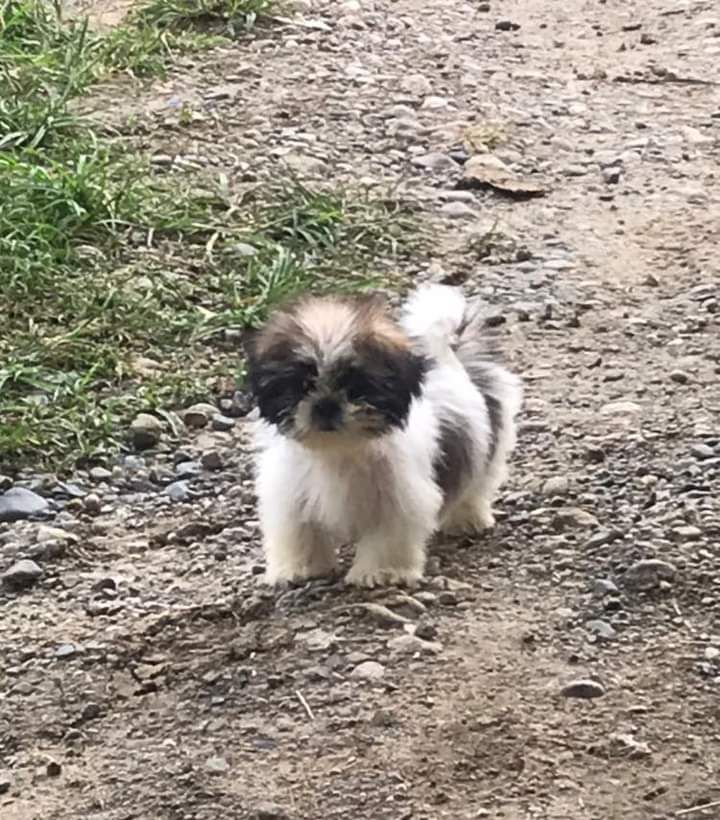 goodnovel comment avatar